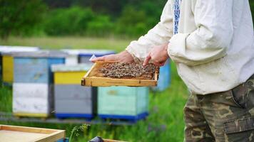 Beekeeping examination in summer. Apiarist male touches bees crawling on frame with bare hand on colorful beehives background. video
