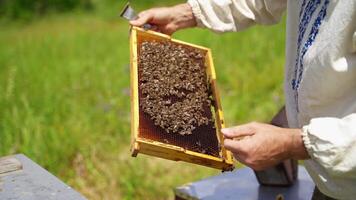 Beekeeper inspects bees frame. Frame with bees in farmer's hands on apiary. Apiarist looking at bees which crawl on frame on nature background. video