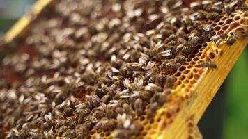 Bees on frame. Insects crawling on a honeycomb. Busy bees working on honeycombs and making honey. Pure natural product. Close-up. video