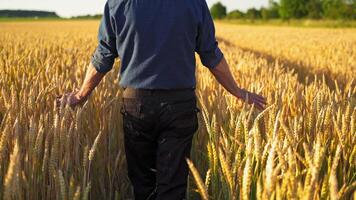 Farmer in agricultural land. Back view of a man walking along ripe wheat field and touches dry spikelets with both hands. video