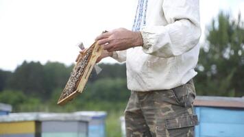 Farmer examining bees frame. Beekeeper looking at the frame full of bees on apiary background in summer day. Apiary concept. video