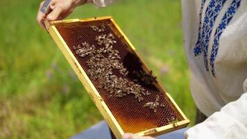 Frame of a bee hive. Beekeeper harvesting honey. Apiculturist checking bees on a frame at apiary. Beekeeper inspecting bee hive in summer. video
