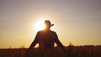 Silhouette of a man in field at sunset. Back view of a farmer in hat walking in a field on the setting sun. Agriculture concept. video