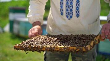 Apiculturist inspects frame with bees. Many insects crawling on a frame. Frame with bees in beekeeper's hands on apiary. Animals collect pure natural product. video