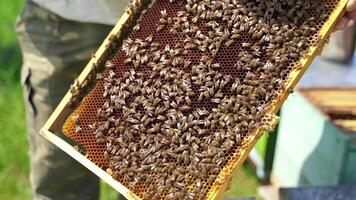 Bees producing honey. Honeycomb with bees. Beekeeper's hands holding frame full of bees and honey on apiary. Close-up. video