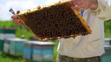 Frame with bees in bare hands of beekeeper. Apiculturist holding a honeycomb frame full of bees on apiary. Beekeeping concept. Close-up. video