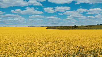 Wonderful natural landscape. Yellow field blooming under blue sky with white clouds. Agricultural field in farmland. Aerial view. video