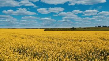 Field blossom yellow in the farmland. Flight over the farmland. Beautiful scenery of yellow field under blue sky. Aerial view. video