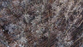 Leafless forest. Nature with naked trees in the wood. View from above on brown trees. Aerial view. Motion camera back. video