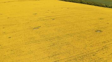 Amazing yellow landscape of a field. Beautiful blooming field in a bright sunny daytime. Nature in summer. Aerial view. video