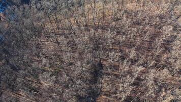 Brown trees in forest. Flight over the forest without leaves. Naked trees with no leaves. Nature background. Top aerial view. video