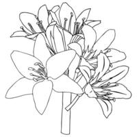 Cute bouquet of lilies in doodle style. illustration in doodle style isolated on white background. vector