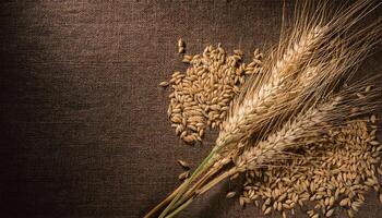 high-resolution photo of golden wheat stalks and scattered wheat grains on a textured brown fabric background, ideal for agriculture, farming, and rustic designs