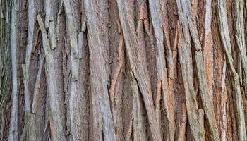 close-up of hickory tree bark with vertical peeling strips and natural earthy texture photo