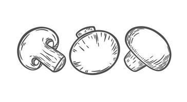 Image of mushrooms in engraving style vector