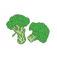 Broccoli image in engraving style on a white background vector