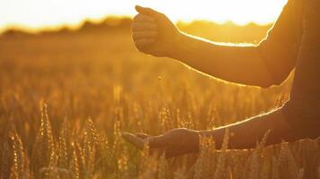 Ripe grains in man's hands against setting sun. Bright orange sunlight shining on farmer's hands with wheat seeds on a field. video