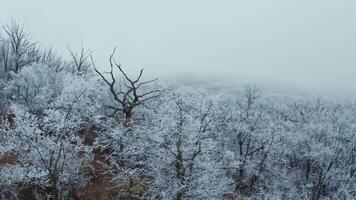 Natural view of white forest in winter. Beautiful trees covered with snow in the forest. View from above on tops of snowy trees. Slow motion. video
