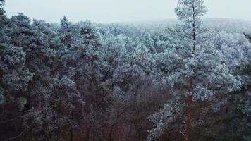 Forest in winter. Breathtaking view of snowy landscape. Tops of trees covered with hoar frost. Flight above white trees. Aerial view. video