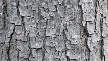 close-up of maple tree bark showcasing its textured, peeling, flaky layers with gray tones photo