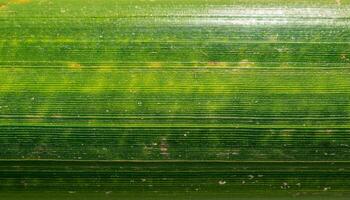 close-up of green bamboo bark with smooth surface and detailed horizontal lines for natural texture and eco-themed designs photo