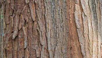 close-up of teak tree bark with deep cracks and textured surface showcasing natural weathering and organic patterns for nature and material design photo
