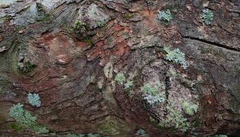 close-up of tropical hardwood bark with intricate patterns, dark textures, and patches of moss and lichen for nature and design backgrounds photo