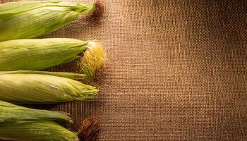 fresh corn cobs with green husks arranged on rustic burlap background perfect for natural food and organic farming concepts photo