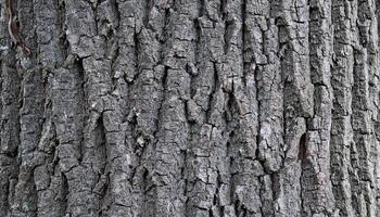 close-up of elm tree bark showcasing its textured, dark gray flaky surface with natural grooves photo