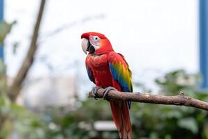 A scarlet macaw parrot perches on a branch, its bright red and blue feathers contrasting against the blurred background. photo