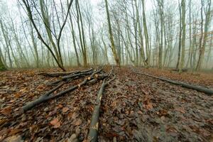 Cut branches lying on the ground in a misty forest photo