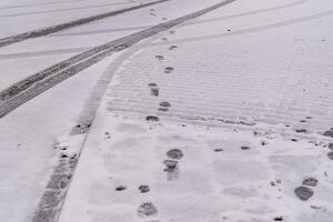 Footprints and tire tracks crossing on fresh snow covering cobblestone street photo