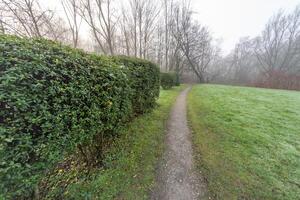 Gravel path winding through a misty park with hedges in winter photo