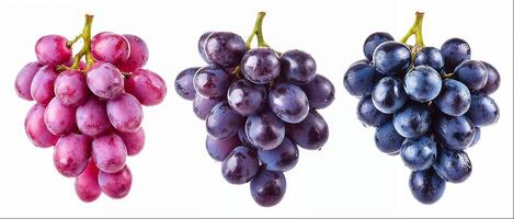Different types of grape bunches isolated on white background, hight detailed upscaled image photo
