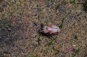 State Potato Beetle crawling photo
