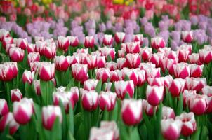 Field of pink tulips in the garden photo