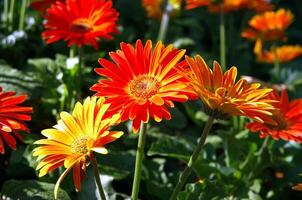 Red and yellow flowers in bloom with chrysanthemums, gerbera, and marigold petals in a vibrant garden close-up photo