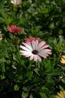 Pink and white daisies, a delicate bloom with soft, layered petals photo