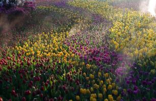 Beautiful tulip fields stretch across the countryside, watering tulips in the fields photo