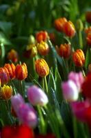 Red and yellow tulips, a vibrant display of spring colors photo