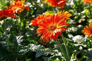 This sentence incorporates words like red, yellow, dahlia, summer, garden, bloom, flora, beauty, and colorful to describe the image photo
