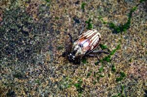 State Potato Beetle crawling on the ground photo