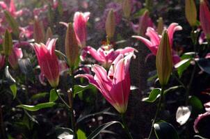Pink tulips bloom in a vibrant display of spring beauty, their petals showcasing a delightful array photo