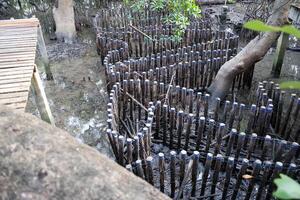 Construct log a habitat for crabs to reside in within the mangrove forest. photo