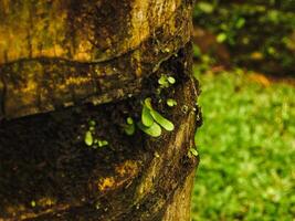 Bird nest fern shoots growing on coconut tree trunk are unique. These epiphytic plants thrive in humid conditions, with their lush, green fronds creating striking visual contrast against the tree bark photo