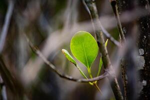 Bokeh photo of young leaves from a mangrove tree growing among the branches at the beach