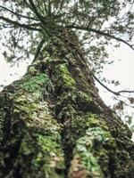 Close-up from bottom of the weathered texture of an old pine tree's bark, with a background of the pine tree's tall, towering branches photo