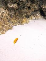 A yellow leaf that has fallen from a tree by the beach, lying between rough rocks and resting on the smooth white sand. photo