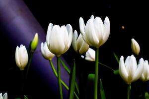 bouquet of beautiful white tulip flower in dome photo