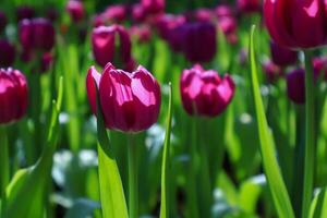 beautiful field of red tulip flowers. photo